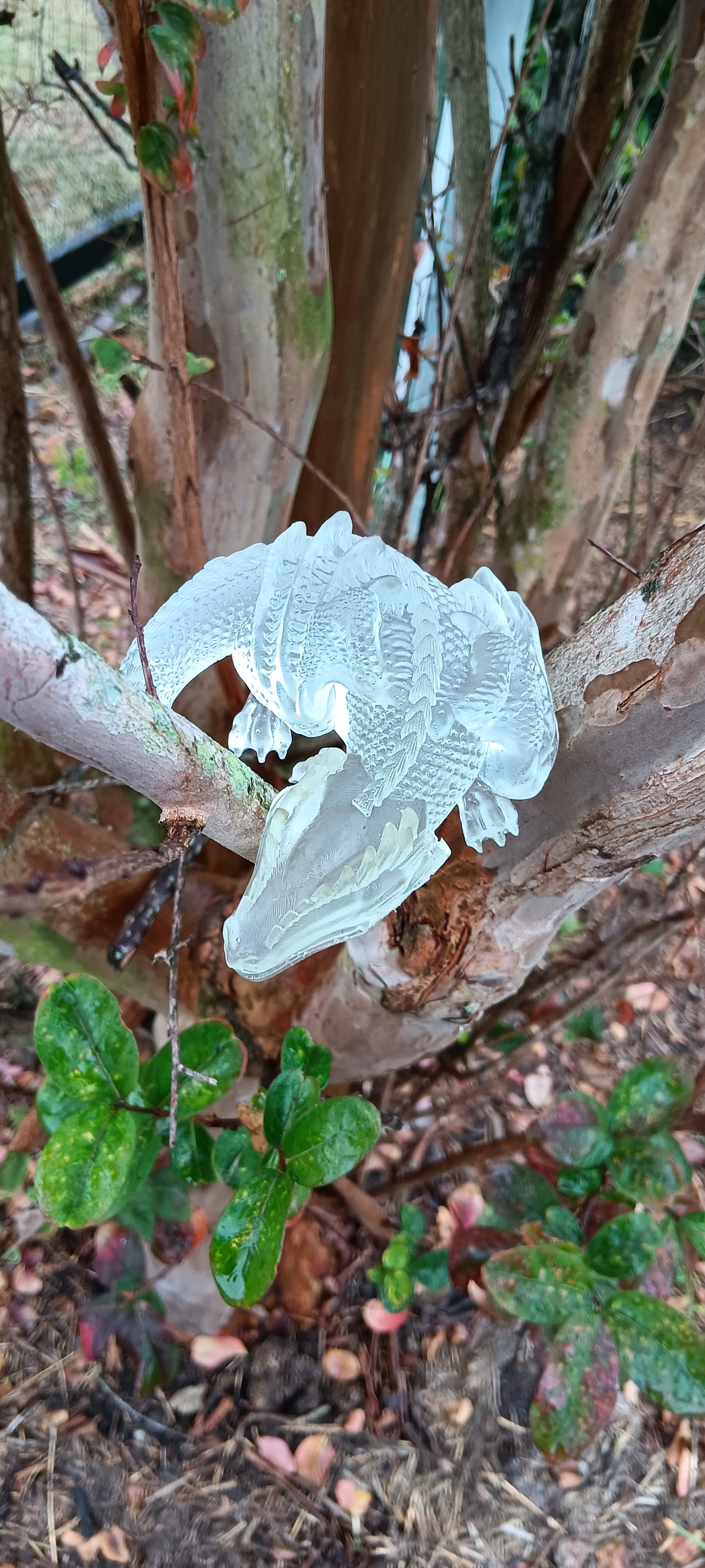 clear Blank Dragons